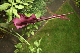 Dracunculus vulgaris RCP05-07 116.jpg